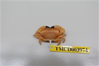 藏品(礁石假團扇蟹)的圖片